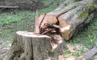 У селі чоловіка на смерть розчавило дерево