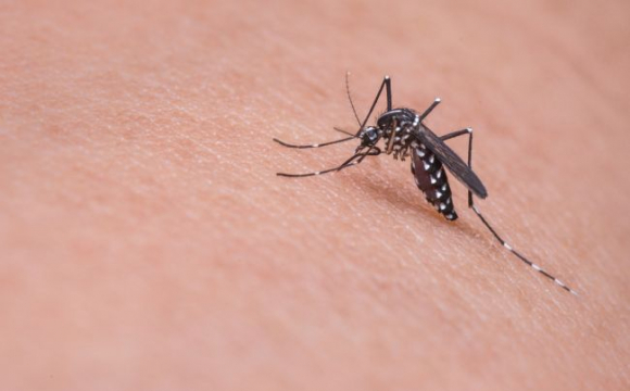 Вчені з'ясували, яку групу крові найбільше люблять комарі