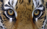 Тигр убив доглядача зоопарку