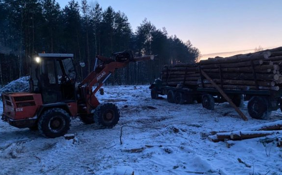 На Волині арештували повну вантажівку незаконно зрубаного дерева. ФОТО