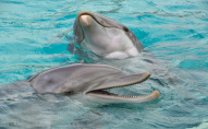Власник дельфінарію через брак коштів викинув тварин у море. ВІДЕО