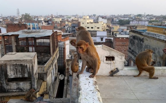 НП в Індії: мавпи викрали і вбили немовля