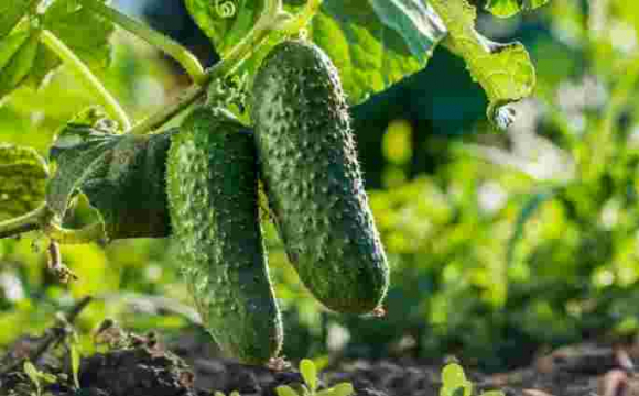 Навіщо 22 липня закопувати огірок в городі: прикмети та традиції цього дня