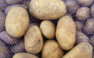 В Україні зміниться ціна на картоплю: що очікувати найближчим часом