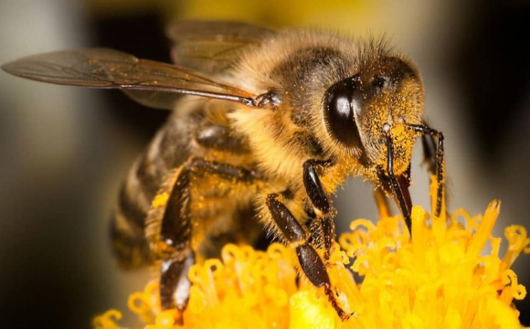 Реальна судова справа: бджіл з Швейцарії звинувачують у контрабанді пилку з Австрії