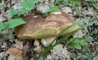 У лісі на заході України жінка знайшла гриба-велетня. ФОТО
