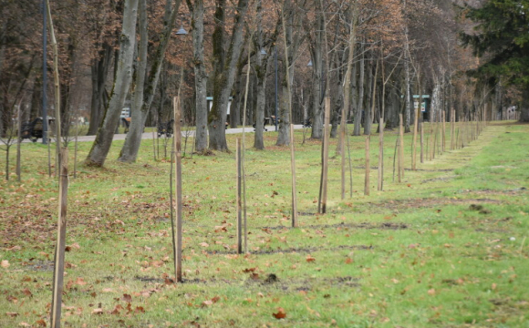 У Центральному парку Луцька з'явилися нові дерева. ФОТО