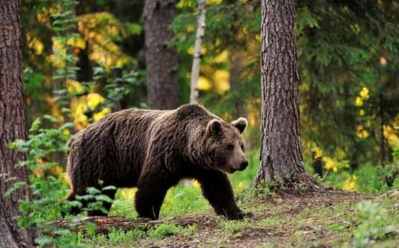 На Волині у лісі виявили великого ведмедя