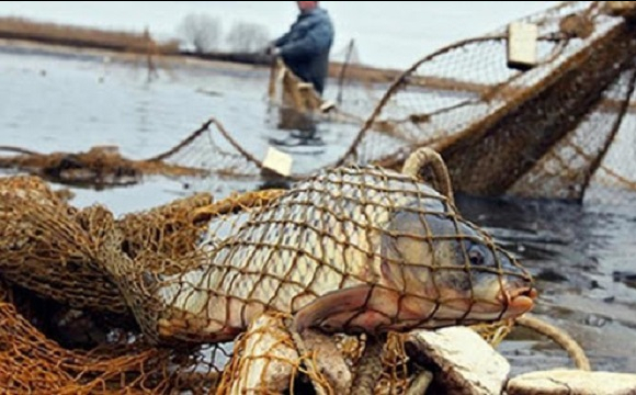Виловили 269 цінних рибин: на Волині судитимуть батька та сина за браконьєрство