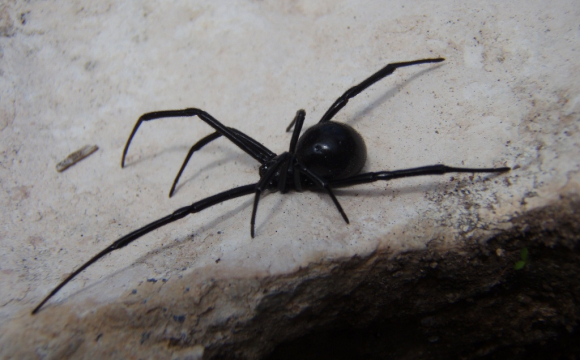 Що станеться, якщо людину вкусить павук «чорна вдова»