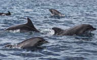 Біля окупованого Криму знайшли багато загиблих дельфінів: що сталося