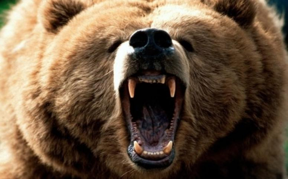 У Росії ведмідь тричі напав на дресирувальників в цирку, але вони продовжили виступ. ВІДЕО