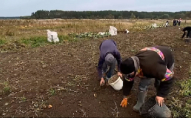Урожай замість навчання: на Рівненщині через поганий інтернет учні збирають картоплю. ВІДЕО