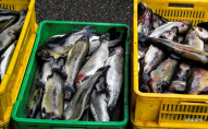 Україна встановила рекорд з експорту риби