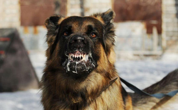 Поблизу Волинської області через сказ собаки запровадили карантин