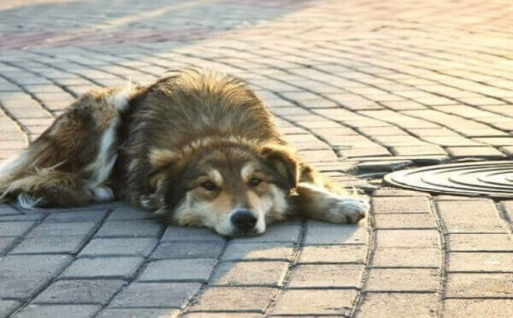 У громаді неподалік Луцька скаржаться на бездомних собак