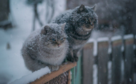 В Україну йде похолодання зі снігом