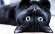 Чи можна тримати вдома чорного кота