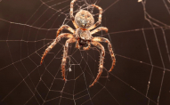 Чому не можна вбивати павуків в будинку