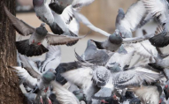 Жителі Маріуполя почали їсти голубів. ФОТО