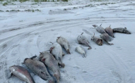 Щось дивне: на пляжі Нідерландів викинуло сотню загиблих дельфінів