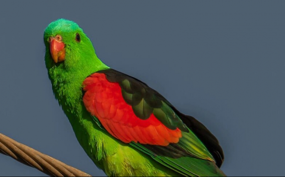У Австралії людей тероризують п'яні папуги