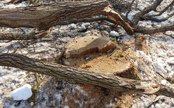 З лісів під Луцьком масово вивозять деревину. ФОТО