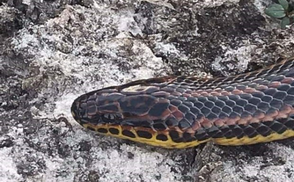Біля пабу посеред міста знайшли 4-метрову змію. ФОТО