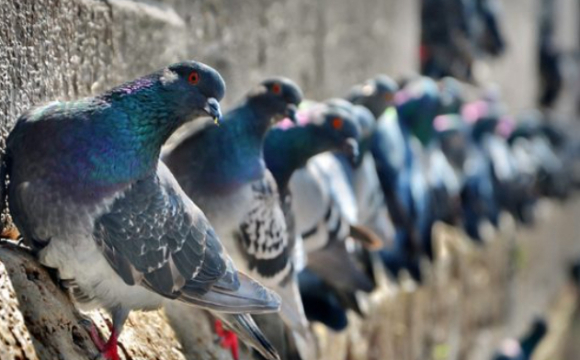 У місті на заході України масово помирають голуби