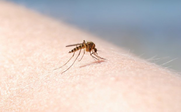 Точно не сподобається запах: топ-5 способів відлякування комарів