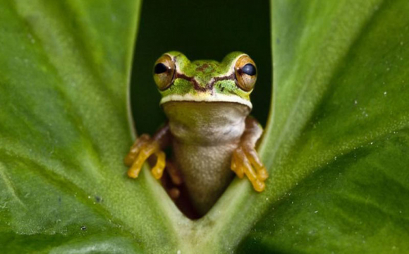 У Франції жаби програли суд: їм доведеться виселятись з рідного ставка
