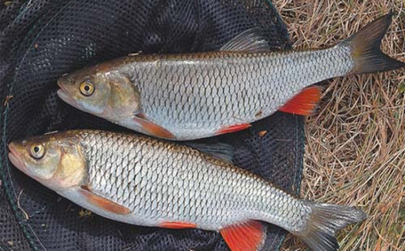Браконьєри виловили червонокнижної риби на 115 тис. гривень. ВІДЕО