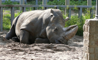 В зоопарку носоріг напав на 33-річну жінку: вона загинула на місці
