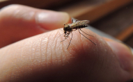Як лікувати укуси комарів