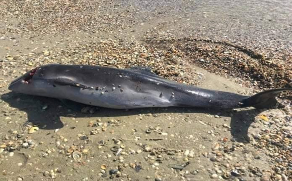 Через окупантів на узбережжі Чорного моря з'являються мертві дельфіни. ФОТО