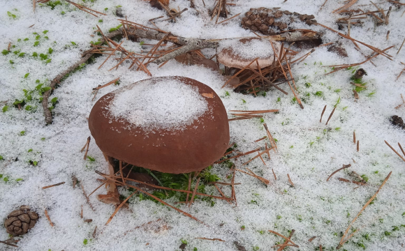 У Волинських лісах під снігом досі ростуть гриби. ФОТО