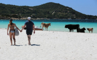 Битва за територію: корови не дають туристам відпочивати на пляжі