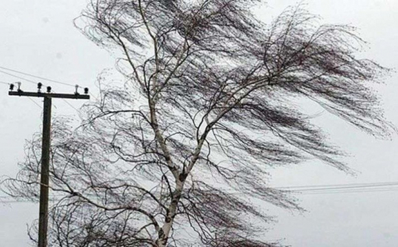 Через сильний вітер сьогодні знеструмлено 67 населених пунктів на Львівщині