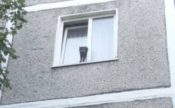 Застряг у вікні: як рятувальники кота визволяли. ФОТО