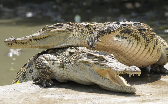 У камбоджійському місті 40 крокодилів з'їли власника ферми