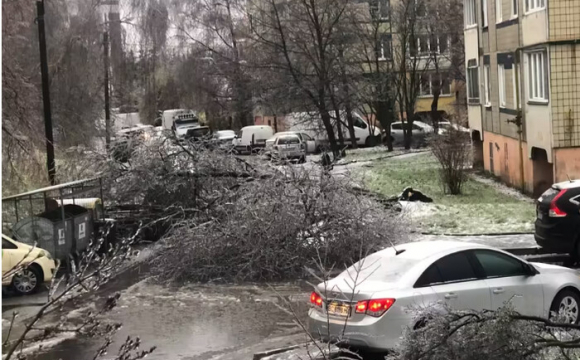 На заході України вирує негода: повалені дерева, обледенілі дороги 