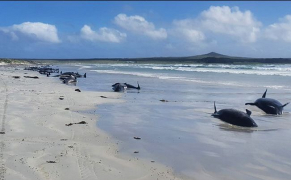 На берег викинулися 49 чорних дельфінів: дев'ятьох врятувати не вдалось