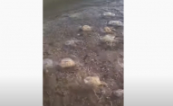 Після потужного урагану пляжі українського курорту всипані медузами. ВІДЕО