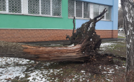 Через сильний вітер, дерево впало на будівлю дитячої поліклініки
