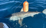 12-річний хлопчик під час риболовлі зловив триметрову білу акулу. ФОТО