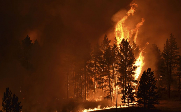 Росіяни навмисно підпалюють українські ліси: у МВС назвали причину. ВІДЕО