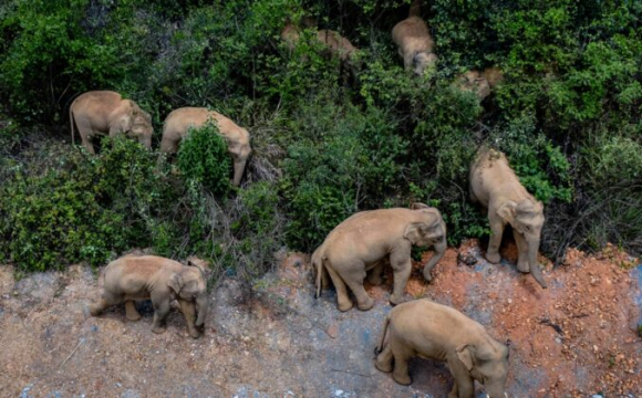 У Китаї стадо слонів подорожує автостопом. ФОТО