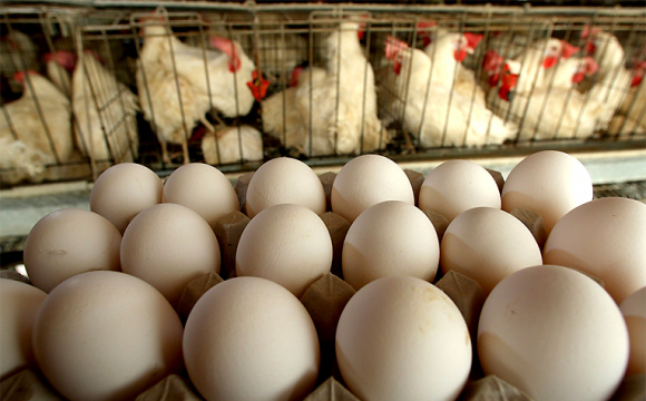 На Волині знову зростуть ціни на яйця та курятину