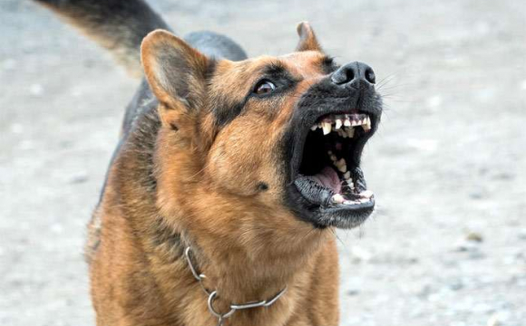 На Волині жителі громади потерпають від нападів собак