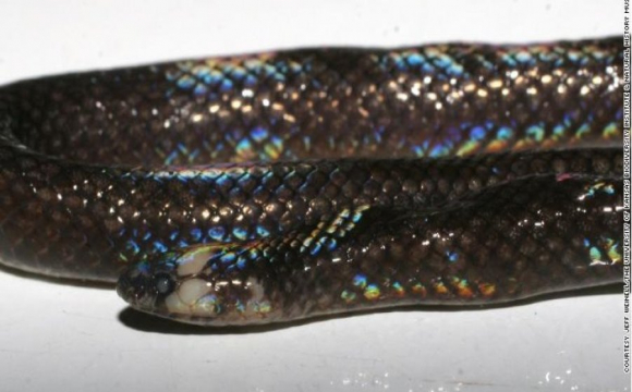 Вчені відкрили новий вид змій